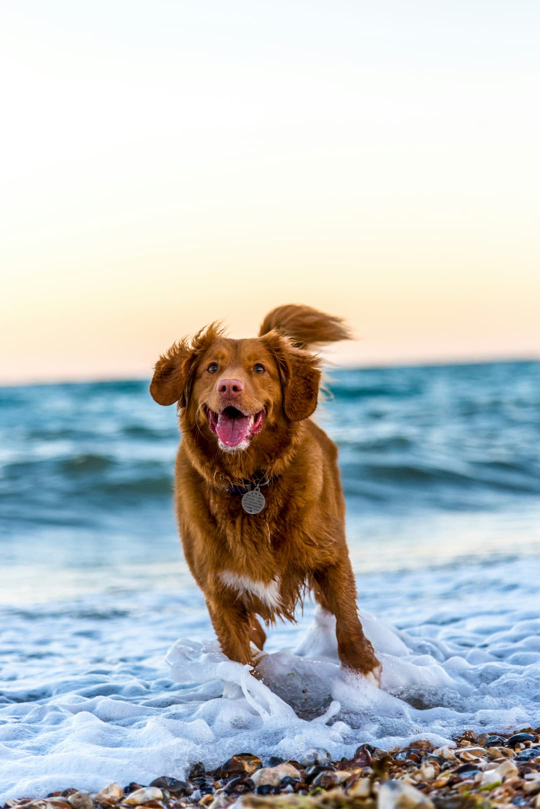 Dog with owner